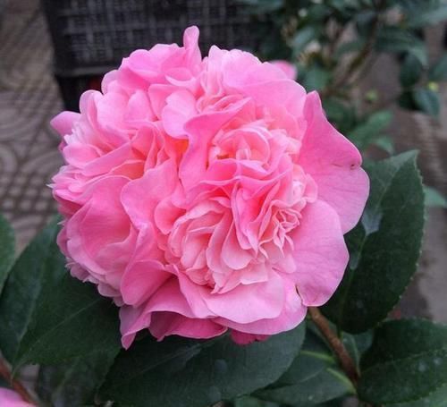 茶花|开花最浓最香的花卉,一开就是大半年,花大色艳,南北方都能养