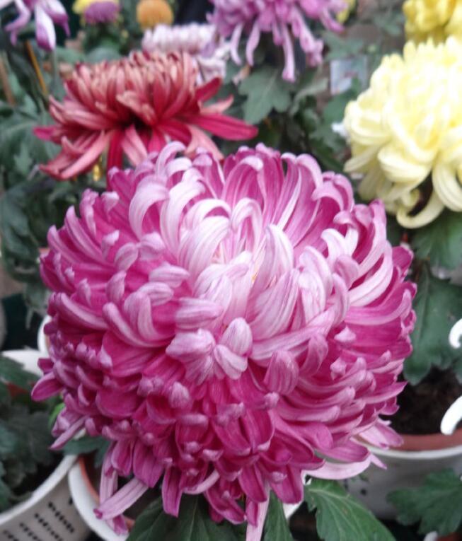 喜欢菊花,不如养盆“菊中珍品”,碧洁如玉,闭月羞花