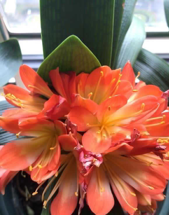 养君子兰，什么样的植料最好？应该怎么搭配？分享几个技巧