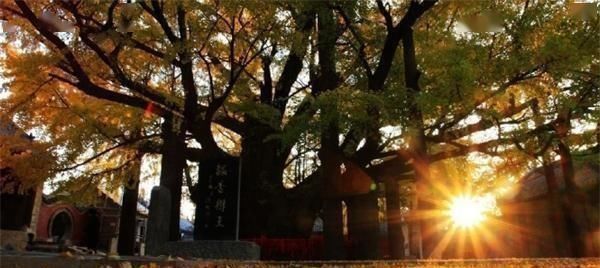 校经#郭沫若全国题字很多,仅一处与康生同题,网友称书法造诣不分伯仲