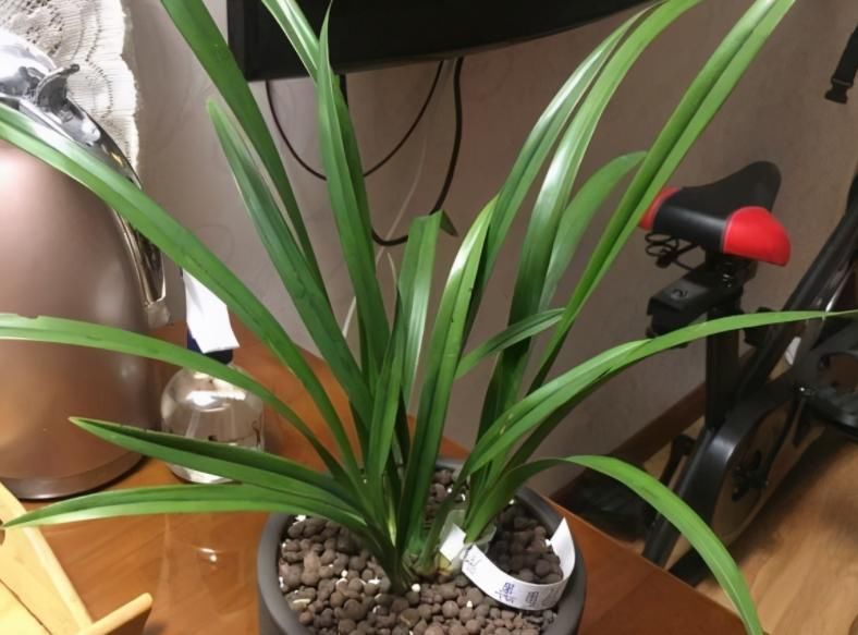 少见的黑紫色兰花：墨雪姬，花香浓郁，叶片常青，几乎零缺点