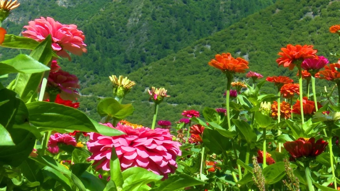 花卉|甘南迭部县：打造白龙江旅游风情线 描绘迷人新画卷