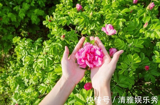 山刺玫花|5岁小男孩，浑身起红疹，提醒：蒲公英虽好，三种人要慎用