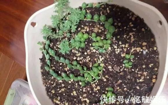 枝条|养花爱好者看过来这15种花现在“扦插”，生根快，一个周就长芽