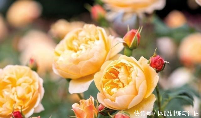 如何让月季弱苗在春天满血复活让你的月季抓住春风长成壮苗吧！