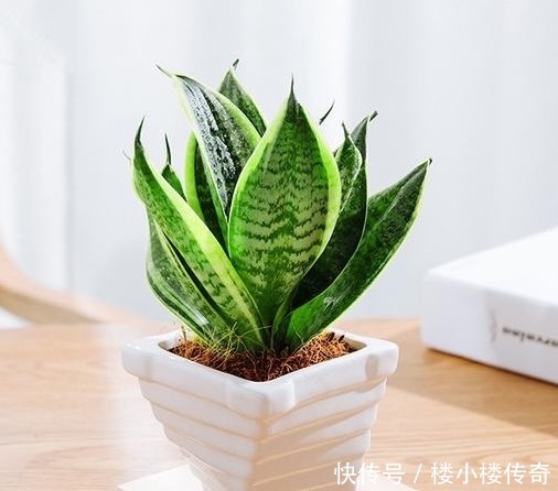 把它垫在花盆底,虎皮兰不烂根不黄叶,一年开花好几次!