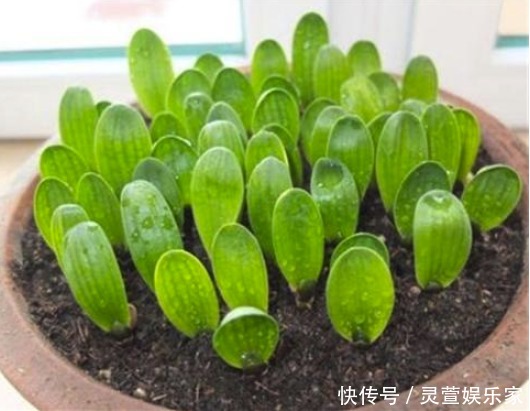 寓意|昂贵的盆栽别再买,看几种绿植,容易成活美观养眼