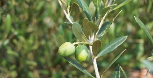 爱美的女性，推荐常吃以下食物，排毒清肠，改善肤质，更显年轻