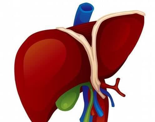  别嫌它丑, 却是肝脏“解毒王”, 开水里放一点, 肝病和你说拜拜