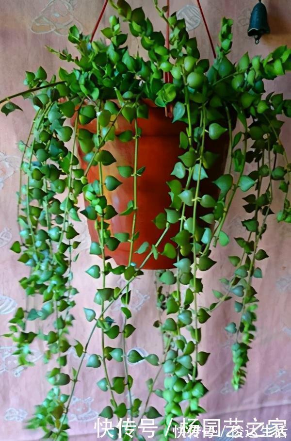 养花|封闭阳台不能养花？才不是呢！选这几种，打造自己的小花园