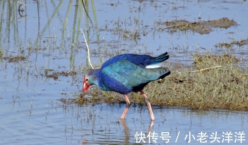 生肖|生肖鸡 性格分析 上（南渝先生）