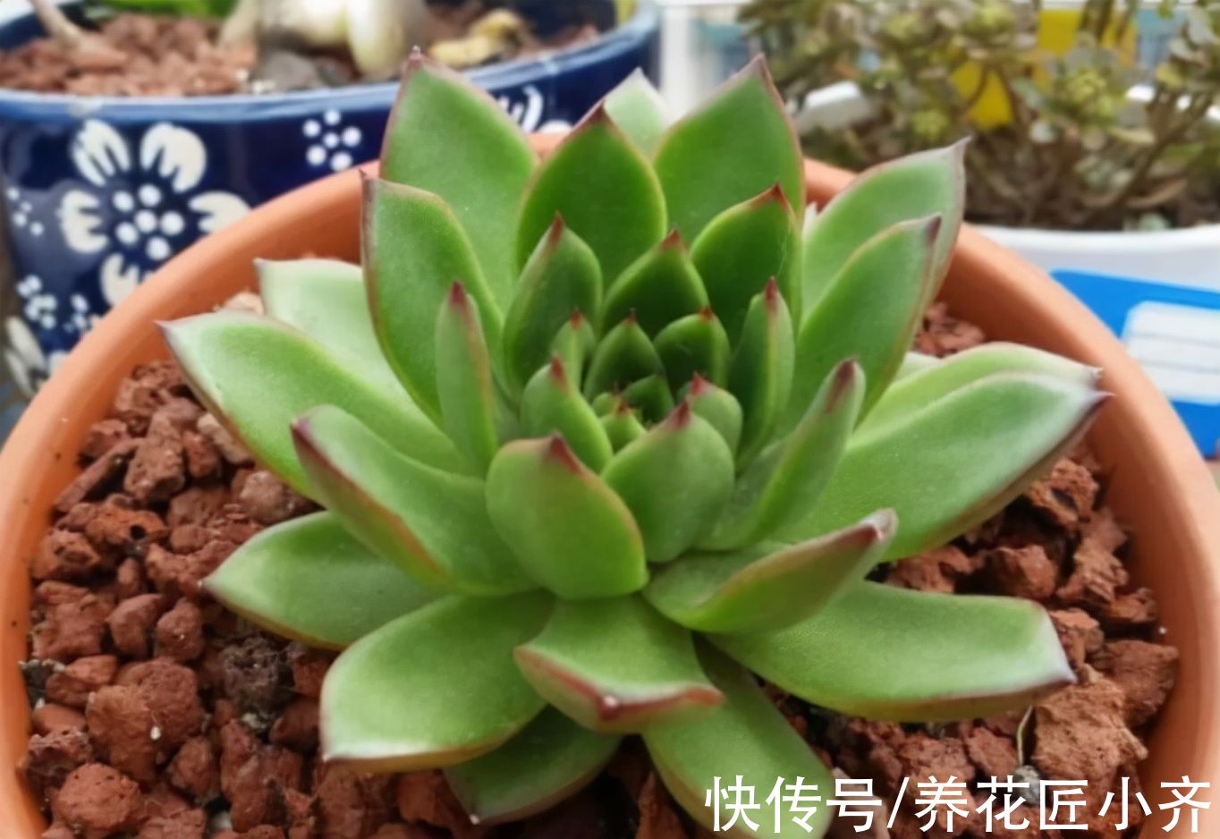 秋天可以叶插6种植物，一片叶子就能繁殖，养1年就能变大苗