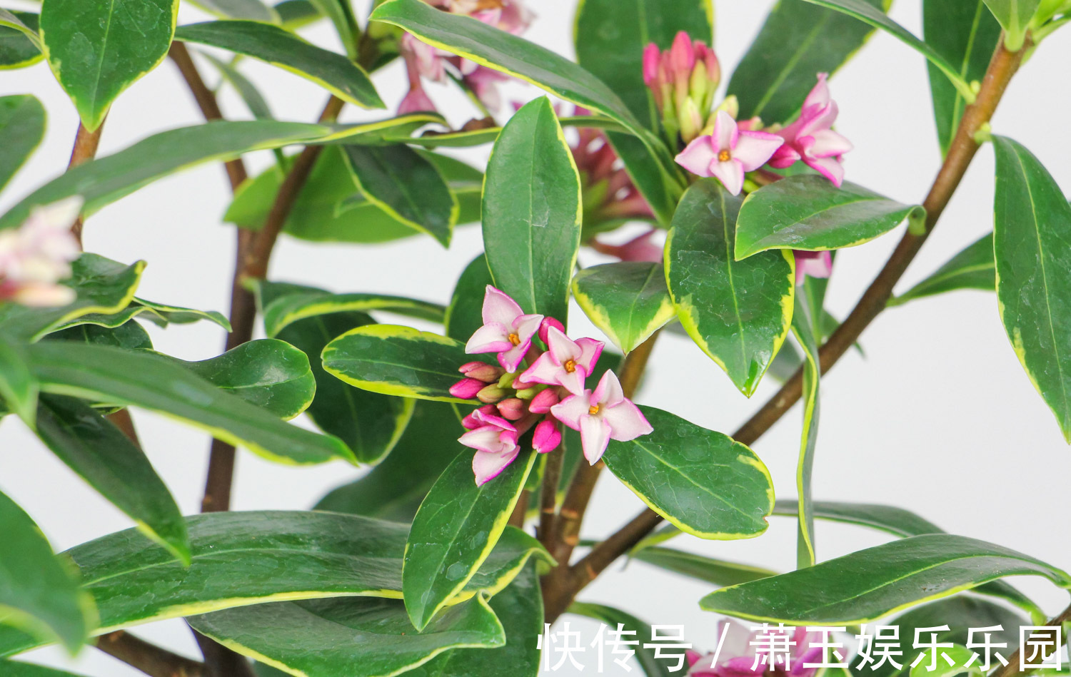 养花试试这几款,多应用在装饰阳台或者室内作为摆设