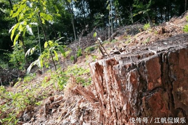 心木|种兰花的第一步是植料,材料选对了,养出好兰花并不太难