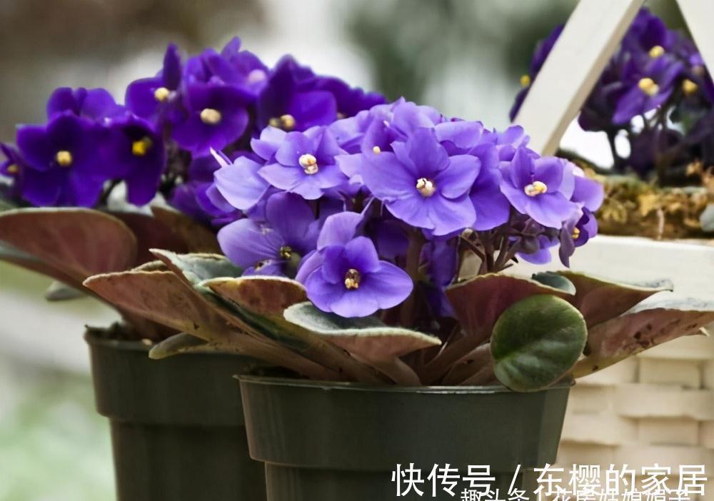 非洲堇|适合秋天养的7种花，好养易活，只要环境合适，爱开花，花期长