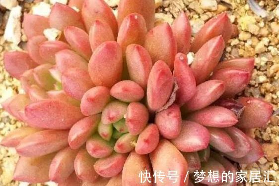 养多肉的重要三部曲，方能把多肉养的肥肥胖胖