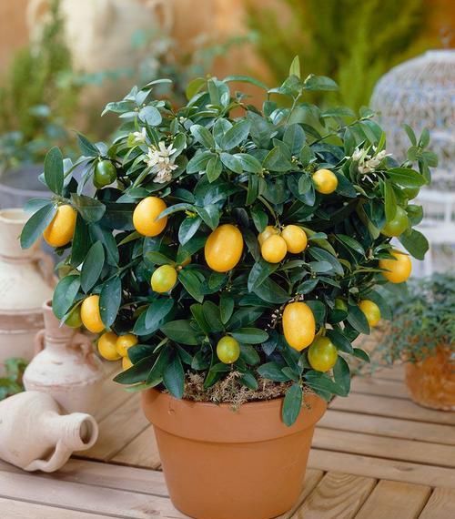 试试|金桔的休眠期太长,试试这个方法吧