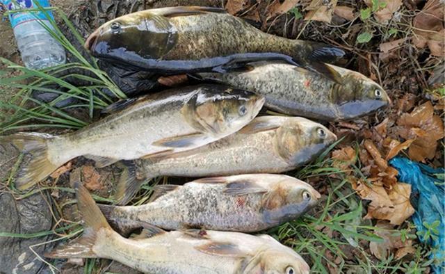 鲢鳙|手竿浮钓鲢鳙，看浮漂动作判断鱼层，这是连竿上鱼的关键