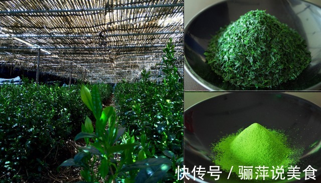 抹茶是用什么东西做成的，为啥叫抹茶吃了这么多年，终于知道了