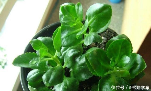 6种花最适合春天“扦插”,7-10天就生根,好活,长得快!