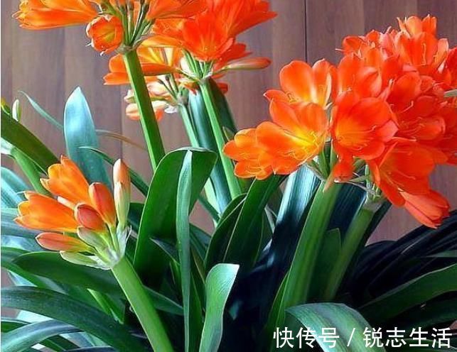 花友们|养君子兰，用上这“2种肥”，比什么淘米水、黄豆水强“100倍”