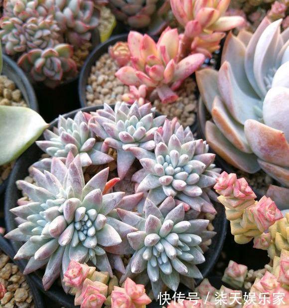 网购|网购多肉,记住“3大步”,增加安全系数,做合格“肉奴”