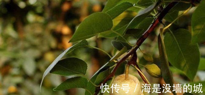 元始天尊|如来做过一件事, 惊动天庭万仙前来跪拜, 元始天尊也毕恭毕敬！