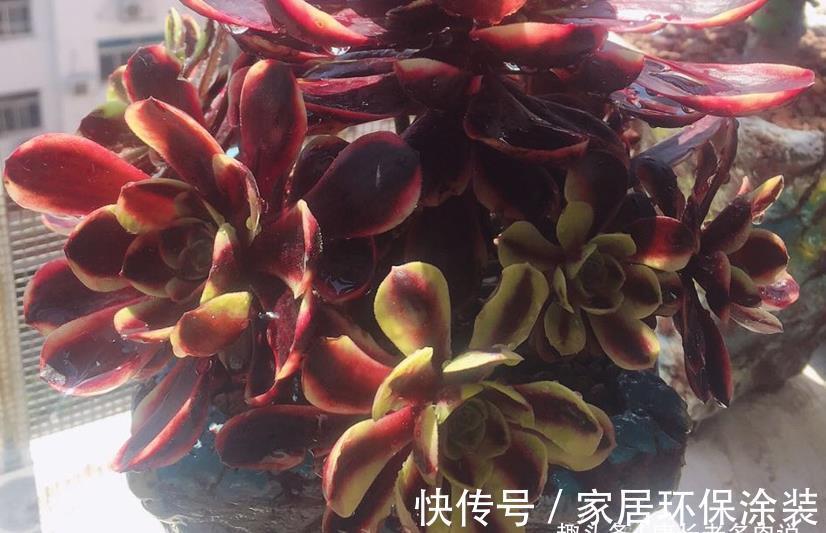 小苗|多肉欧佳丽法师太贵？秋天可以入手小苗，照我的方法养活没啥问题