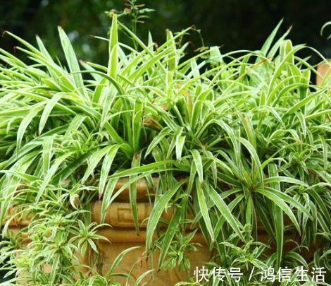 养花“磷钾肥”不用再买了,轻松自制效果强,养啥都能轻松爆满盆