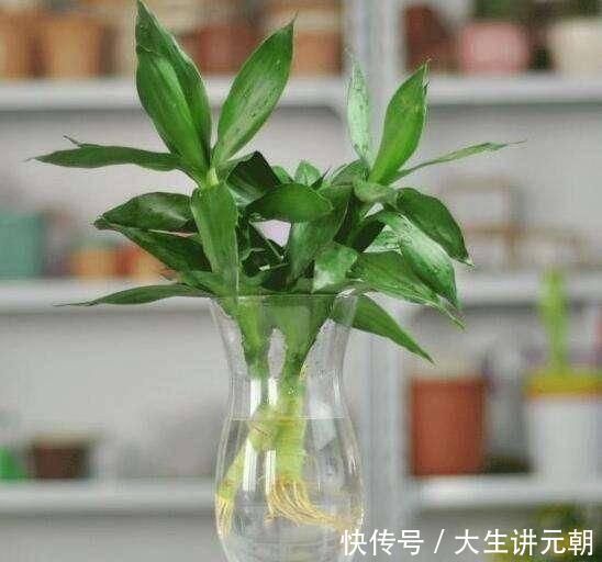 4种药片过期了不要扔,养花用一片,杀菌消毒、防黄化、促生根