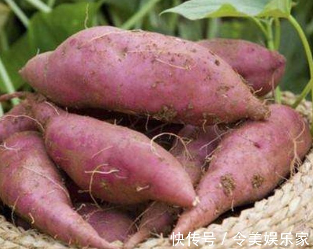 红薯不易保存教你3个保存红薯窍门,红薯越放越甜十个月都不坏
