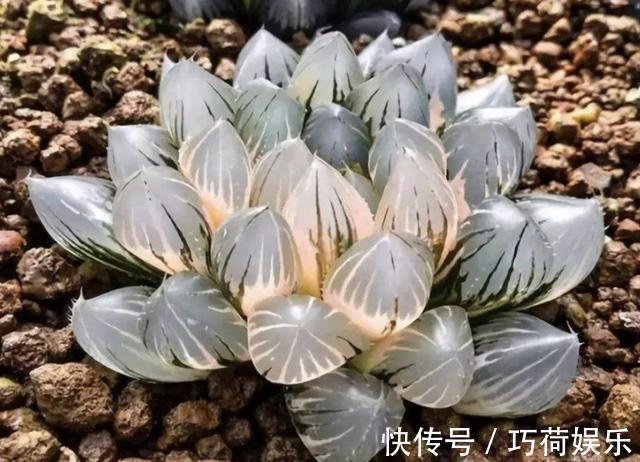 小苗|多肉植物小苗“度夏”难,教你4招,长出“小嫩叶”,根系壮!