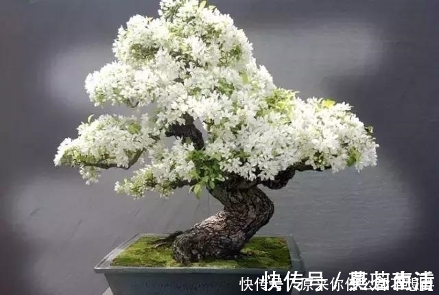 盆景|世界上又一奢侈品《盆栽》一盆就是一座房子!