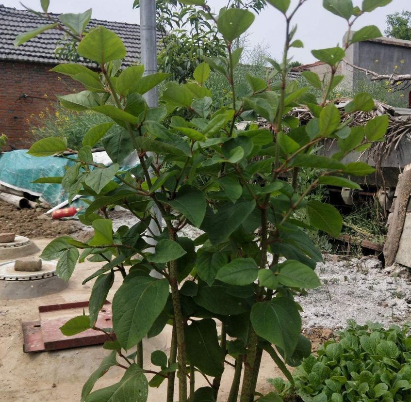 横行霸道的日本虎杖,在中国被吃怂了,10元一斤不够卖