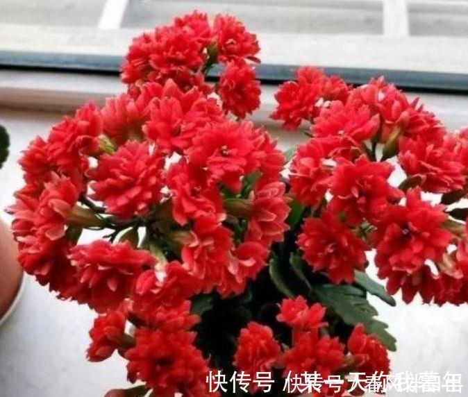 花苞|4种花不怕旱、不怕晒,好养易爆盆,越热开花越多,枝头花苞满