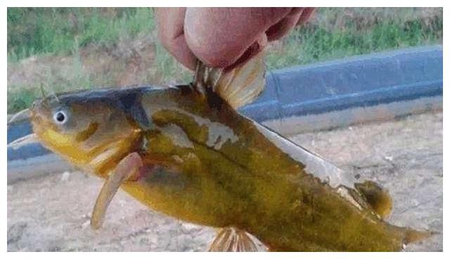 夏季野钓黄颡鱼，你可能需要“野路子”