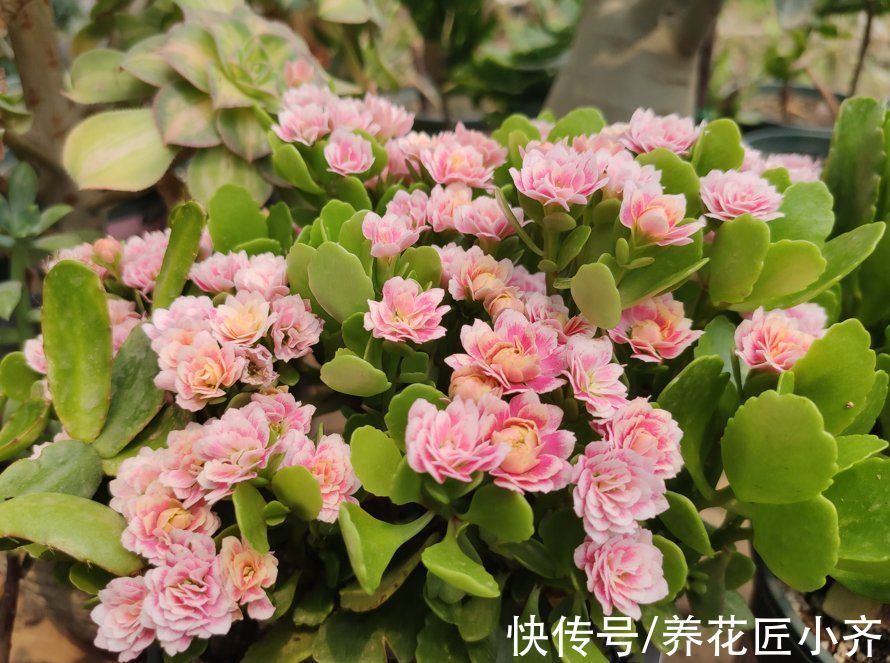 长寿花长出花苞,做好3个养护关键,花开整齐,不黄不落