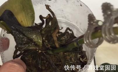 大蒜小米辣养兰花,杀虫杀菌,刺激根部生长,救烂根蝴蝶兰