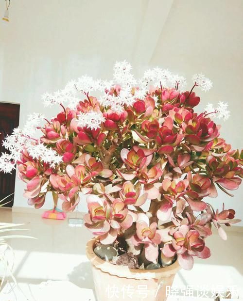 大腿|养了20年的玉树,杆子比大腿还粗,满树白花跟下雪了一样