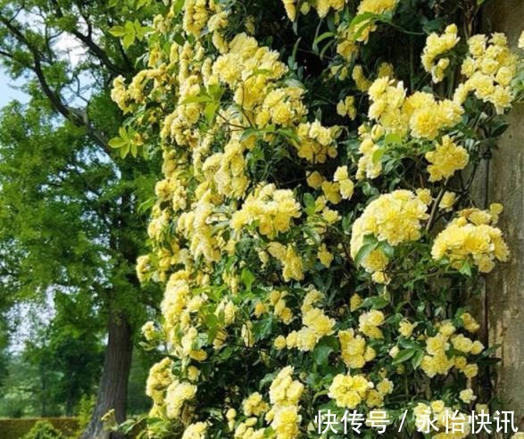 阳台再小,也要养棵“香水花”,皮实好养颜值高,适合新手