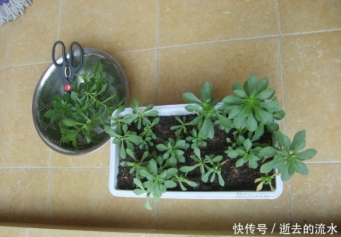 救心菜|提个醒:若在农村遇见此野菜,记得挖回来,种在阳台上,好处多多