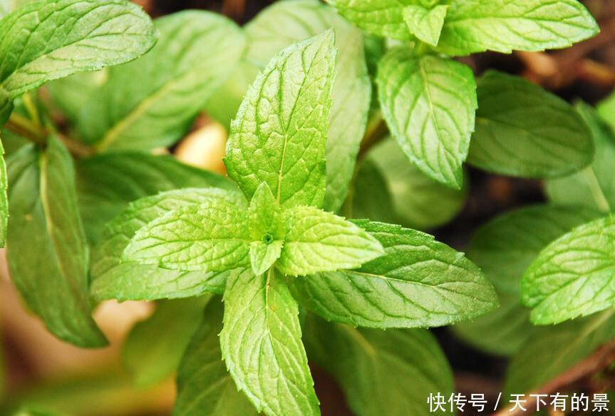这6种植物是生活的好帮手，家里养一盆，好看好养还可备不时之需