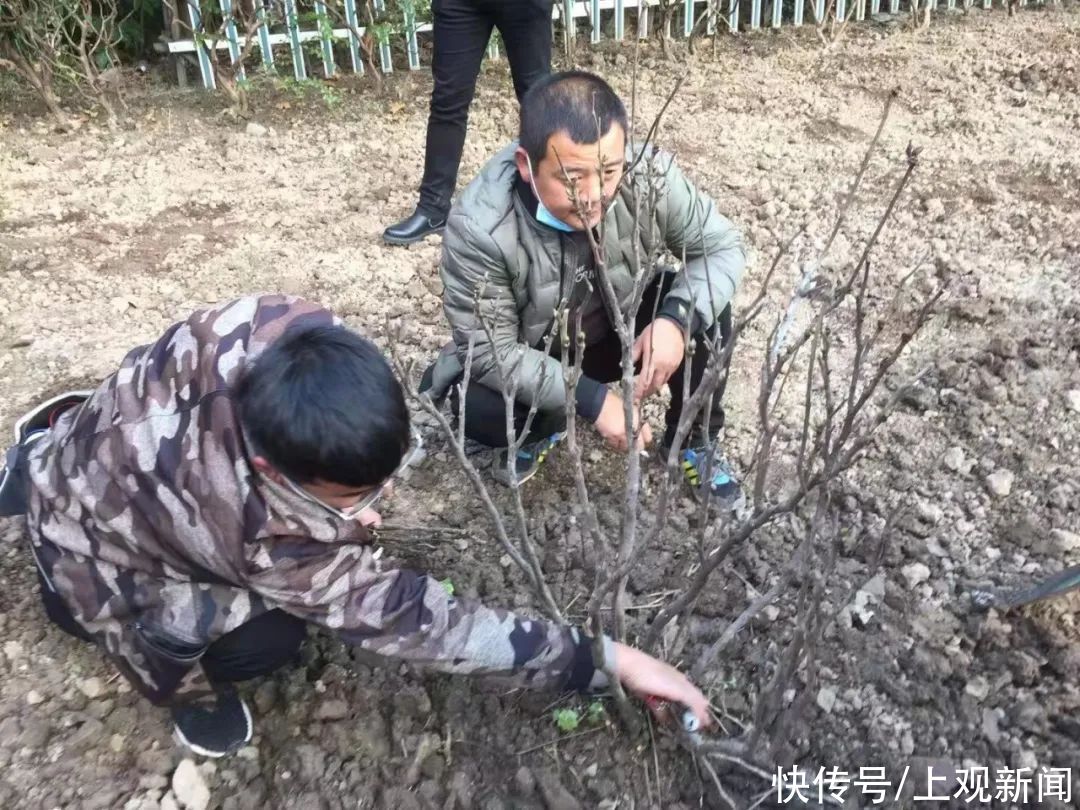 春天|来年春天看“国花”不用去洛阳！洛阳牡丹人民公园“安家”