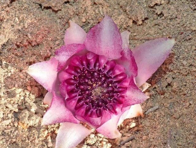 探寻出来|这些植物美不胜收但又十分稀有,你认识这些植物吗