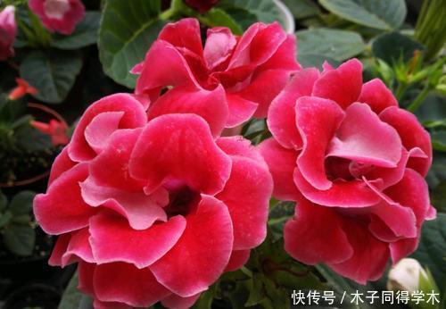 3种漂亮花,好养好看花期长,新手越养越上瘾,是阳台盆栽佳品!