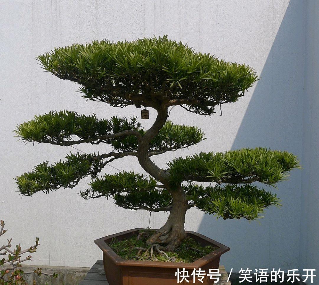 这些绿植，美丽还招财，你养了吗