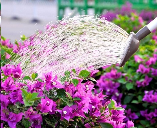 风信子|这18种超级好养的植物，养花新手也能养的很好!