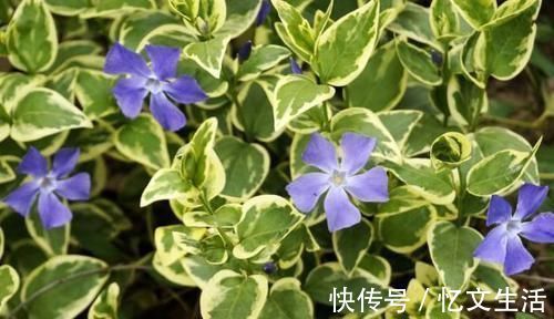 这些花卉比绿萝好看太多了，而且好养活爆盆快，后悔现在才看到！