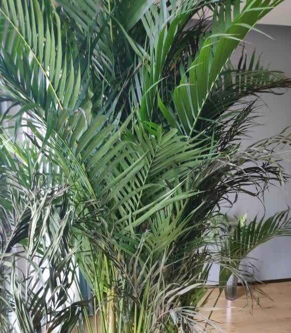 家里的这些绿植,一定晒不得,一晒就变黄,出现黄叶就死翘翘