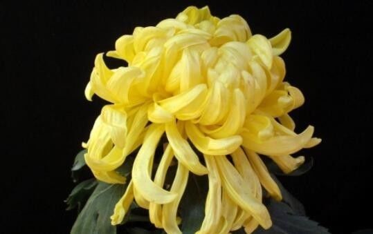 喜欢菊花,不如养盆“花好月圆”,花色璀璨,艳压群芳